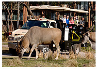 Disneys Animal Kingdom Lodge - Dining - Wanyama Safari Resort Tour at Disney's Animal Kingdom Lodge